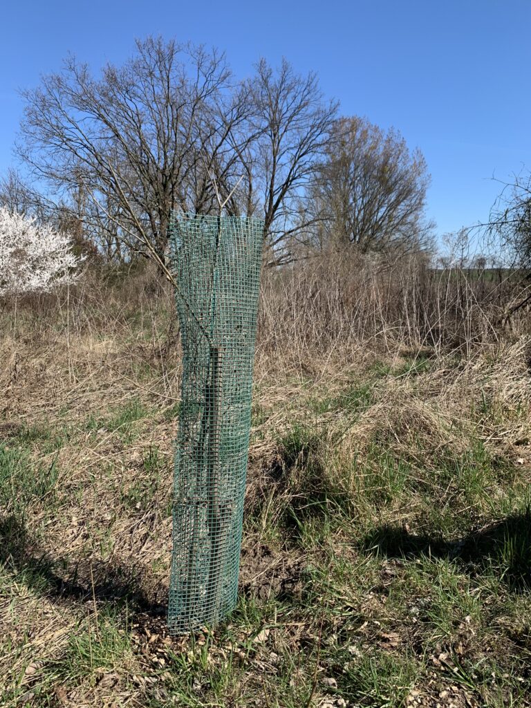 Amerikanische Roteiche - Baum des Jahres 2025